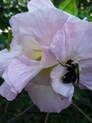 Picture by Hugh Morgan--Bee in Confederate Rose